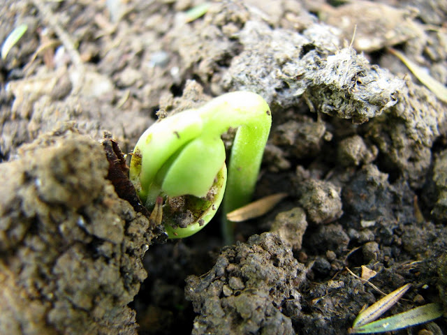 Lima Bean Sprout