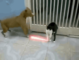 12_cat_and_dogs.gif 12_cat_and_dogs.gif