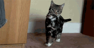 11 Instructional Design Truths According To Cat Gifs