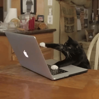 11 Instructional Design Truths According To Cat Gifs